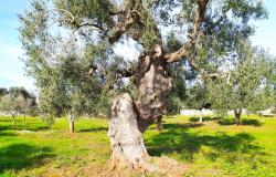 Land with centuries-old olive trees. 0