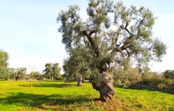 Land with centuries-old olive trees. 1