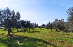 Land with centuries-old olive trees. 2