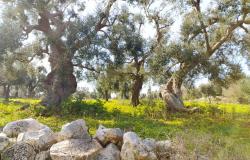 Land with centuries-old olive trees. 5