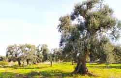 Land with centuries-old olive trees. 3