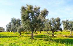 Land with centuries-old olive trees. 7