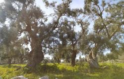 Land with centuries-old olive trees. 6