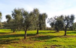 Land with centuries-old olive trees. 4