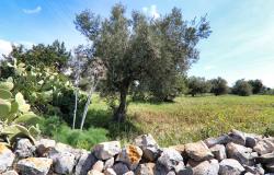 Scicli, stone farmhouse with land 40