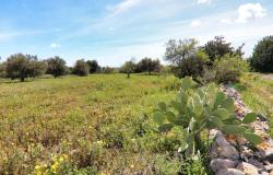 Scicli, stone farmhouse with land 42