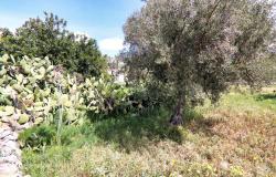 Scicli, stone farmhouse with land 44