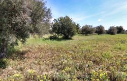 Scicli, stone farmhouse with land 43