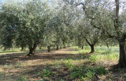 Detached bungalow, with 5000sqm of olive grove 8km to the beach and amazing views 6