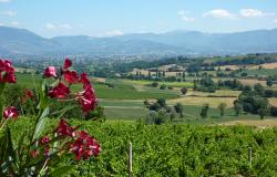 spring view of the vineyard from the Property 