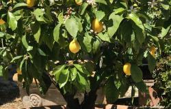potted lemon and orange trees on the Property