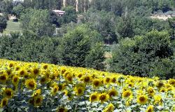 majestic fields of sunflowers all around the area