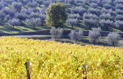 Sangiovese vineyards in the fall with olive groves - the essence of Umbria