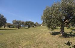 Ancent olive groves