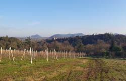 Rovolon – Euganean Hills – Stunning farmhouse with vineyard and olive grove. Ref. 98 20