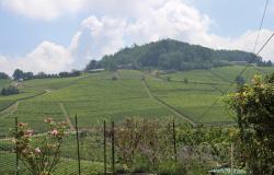 Two Holiday Apartments with Rental Potential amid the Barolo Vineyards- NVL012