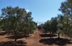 Trulli to be restored/expanded 12