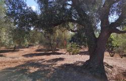 Trulli to be restored/expanded 13