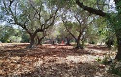 192614 - Trulli to be renovated 13