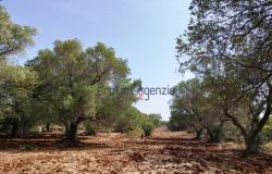 192614 - Trulli to be renovated 15
