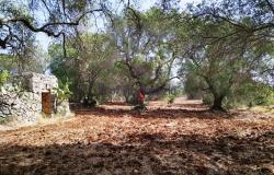 192614 - Trulli to be renovated 2