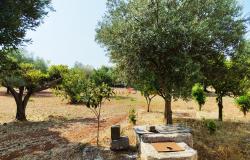 172504 - Farmhouse for renovation 18