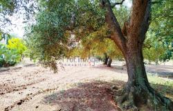 172504 - Farmhouse for renovation 19