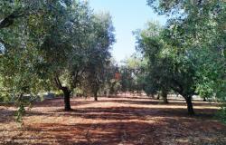 Casolare 11