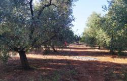 Casolare 12