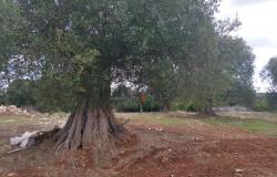 Trulli to be restored/expanded 18