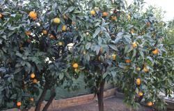Property for Sale in Casalbordino town Chieti Province, in Abruzzo Central Italy.