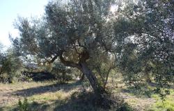 140sqm farm house surrounded by 4 hectares or 9 acres of mainly olive grove, 3.5km to the beach 12