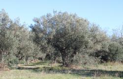 140sqm farm house surrounded by 4 hectares or 9 acres of mainly olive grove, 3.5km to the beach 13