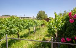 Podere Red Brick 15