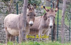 Donkeys