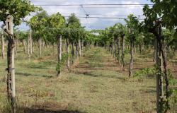 Detached, 1950s, brick 150sqm farmhouse, 4km to beach with 2 hectares of flat land with olives and vines, 2 outbuildings, no neighbours  6