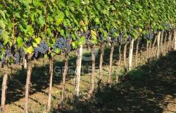 Tenuta Vinicola Sagrantino e Vista 9