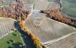 Tenuta Agricola Colle degli Etruschi 13