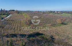 POGGIO PINETTO 15