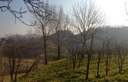 Asolo wine farm producing awarded 'Prosecco' ref.33a 2
