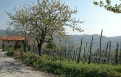 Original rustic farmhouse in beautiful panoramic and sunny position - Piedmont- Langhe 7