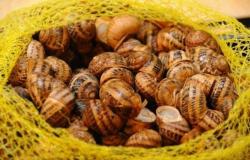 Parracina snails Ischia style