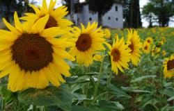 Sunflower Fields