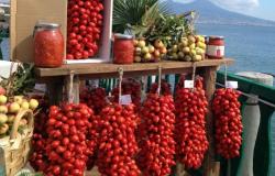 Vesuvio Piennolo cherry tomato