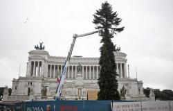 Rome's Spelacchio Christmas tree