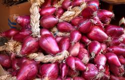 Red onion of Tropea