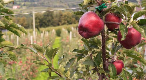 apple picking