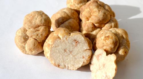 Bianchetto truffles