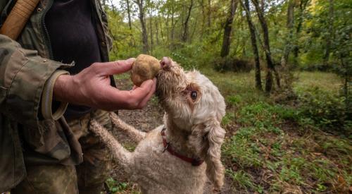 truffle hunting dogs