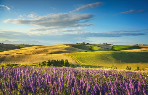 lavender flowers in Tuscany
